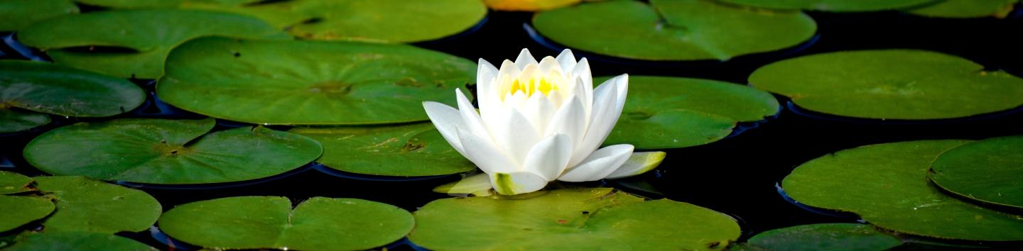 Bloem-In-Memoriam